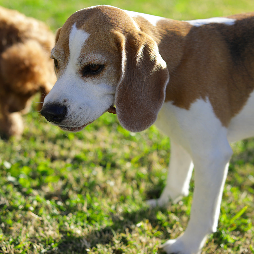 Side view of beagle eating dog treat