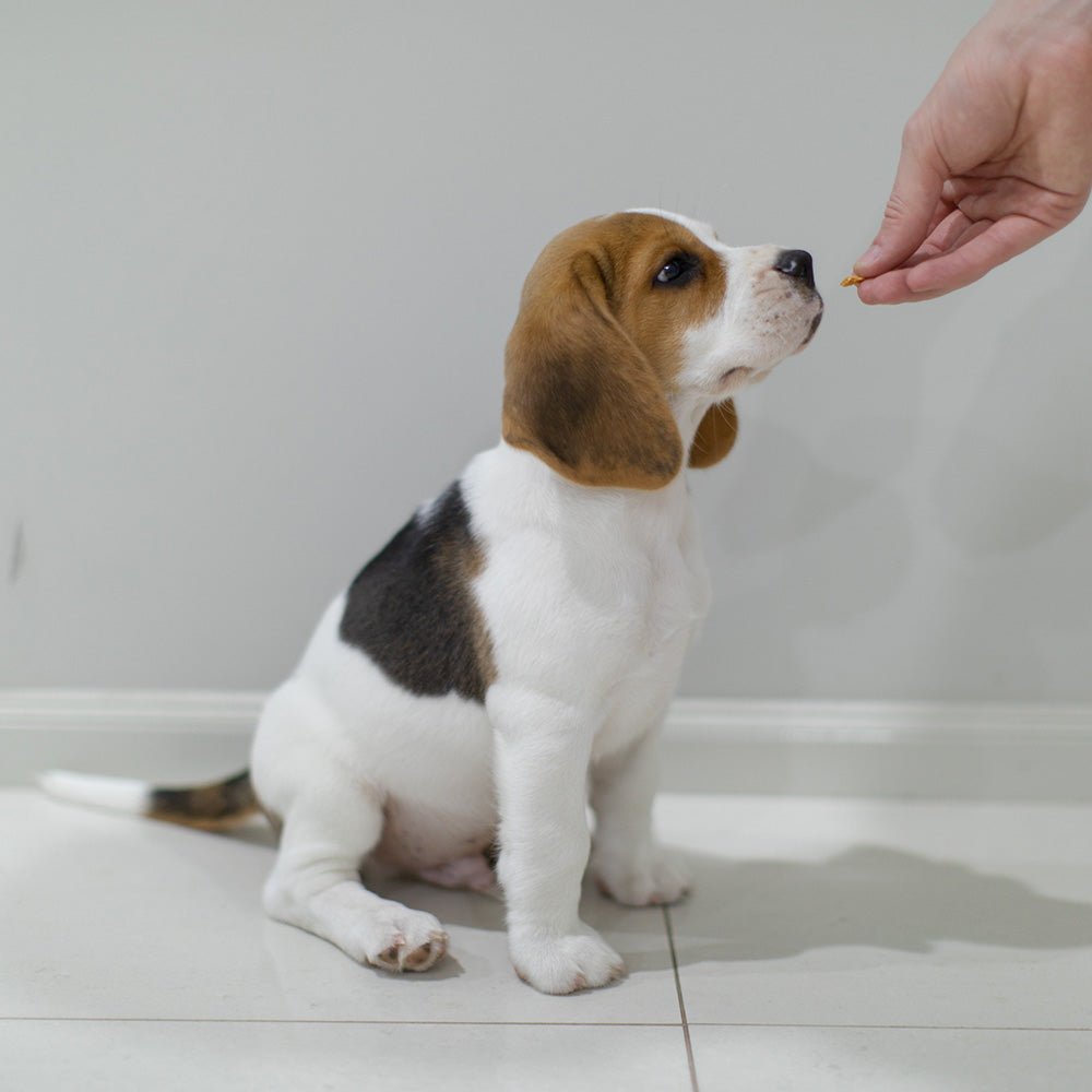 Puppy beagle in training with dog treat