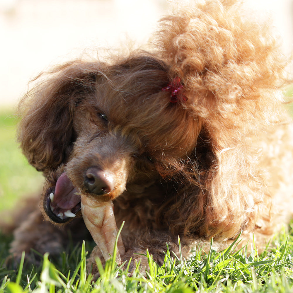 Front view of toy poodle chewing on chicken feet dog treat